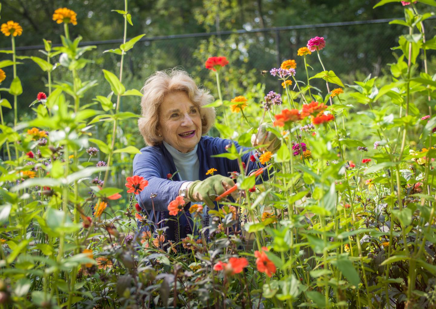 A resident of Orchard Cove cuts wildflowers from her garden.