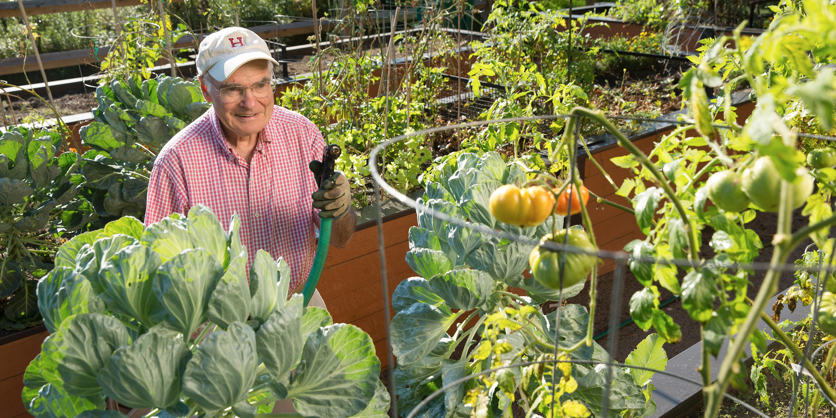 A male resident uses a hose to water his standing beds of vegetables.