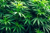 Marijuana plants