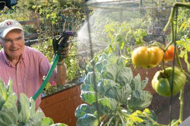 Older man watering produce