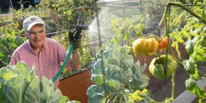Older man watering produce