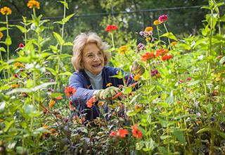 An Orchard Cove resident in a purple sweater cuts flowers from a standing garden bed.