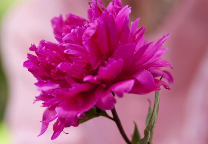 Bright pink flower in outstretched hands