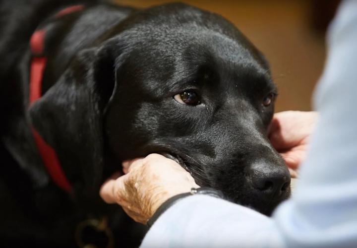 Close up of black dog's kind face being pet.